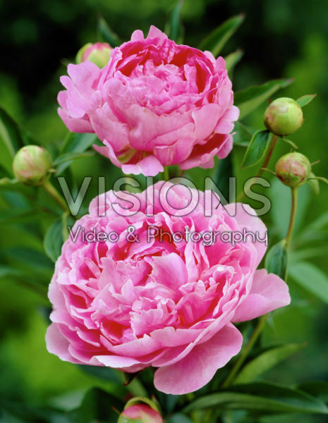 Paeonia Gayborder June Paeonia Gayborder June