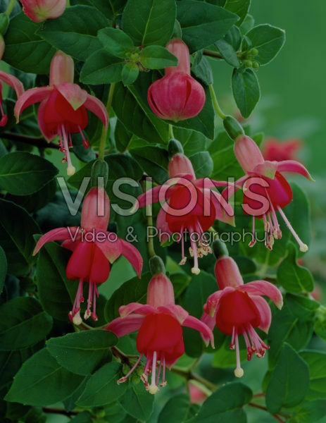 Fuchsia Phyllis Fuchsia Phyllis
