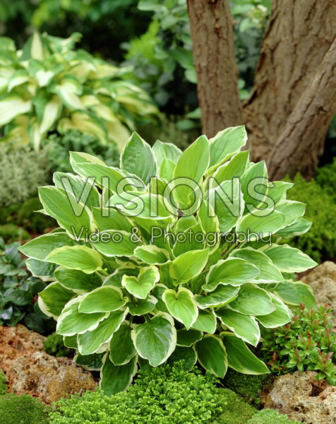 Hosta So Sweet Hosta So Sweet