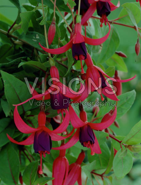 Fuchsia Charming Fuchsia Charming