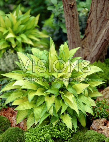 Hosta Chinese Sunrise Hosta Chinese Sunrise