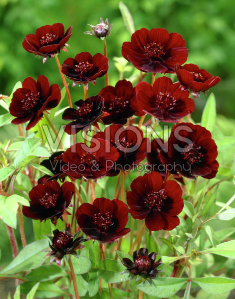 Cosmos atrosanguineus Cosmos atrosanguineus
