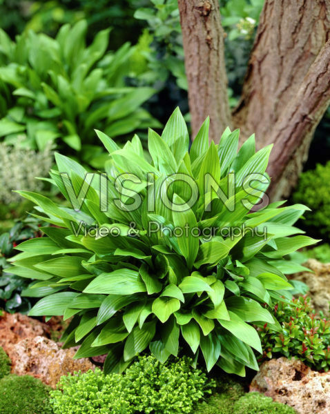 Hosta clausa var. normalis Hosta clausa var. normalis