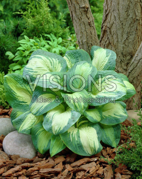 Hosta Great Expectations Hosta Great Expectations
