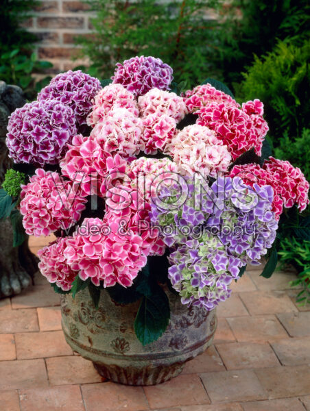 Hydrangea macrophylla mixed Hydrangea macrophylla mixed