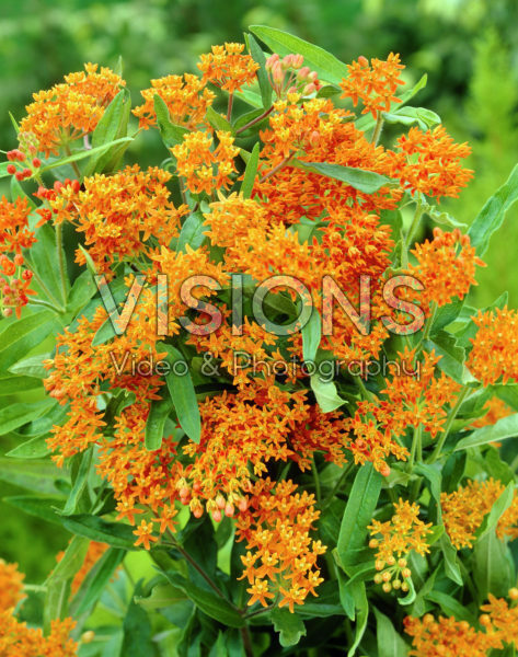 Asclepias tuberosa Asclepias tuberosa