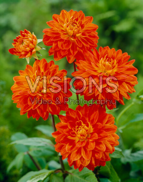 Dahlia Motto Dahlia Motto