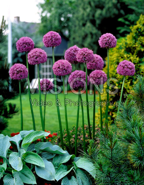 Allium aflatunense Gladiator Allium aflatunense Gladiator