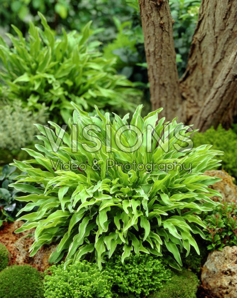 Hosta Vera Verde Hosta Vera Verde