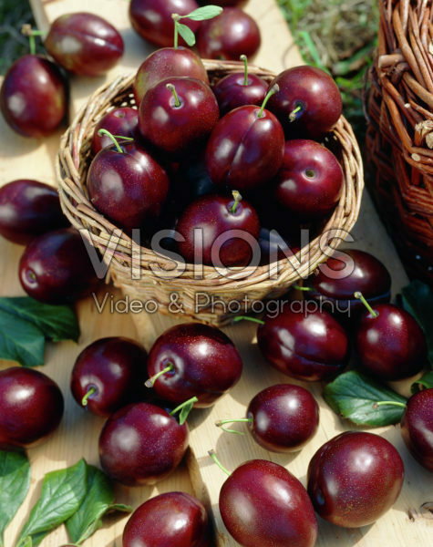 Prunus domestica Valour Prunus domestica Valour