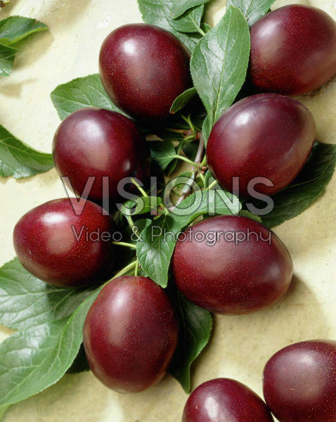 Prunus domestica Valour Prunus domestica Valour