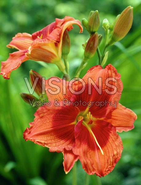 Hemerocallis Labootle Hemerocallis Labootle