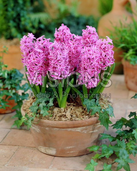 Hyacinthus Mulberry Rose Hyacinthus Mulberry Rose