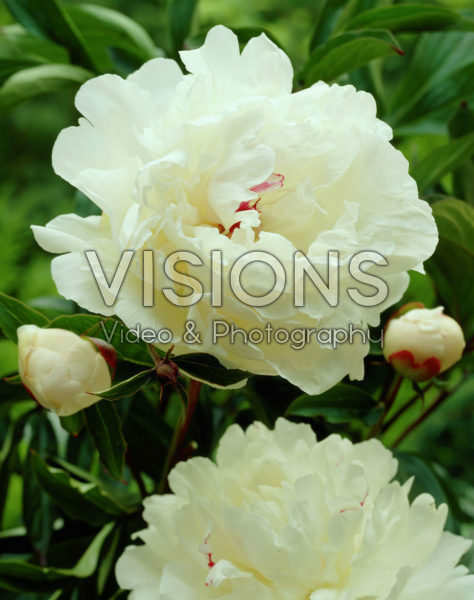 Paeonia Festiva Maxima Paeonia Festiva Maxima