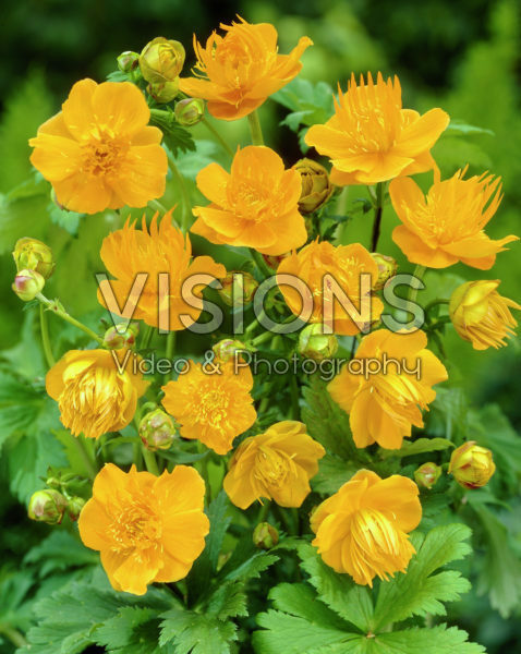 Trollius Commander in Chief Trollius Commander in Chief