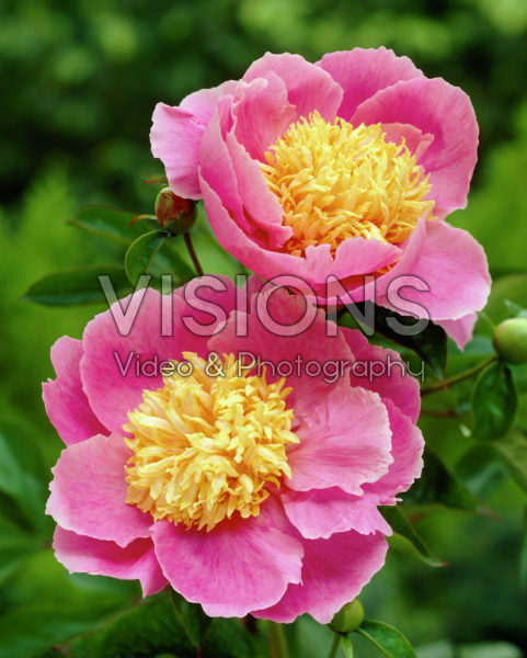 Paeonia Globe of Light Paeonia Globe of Light
