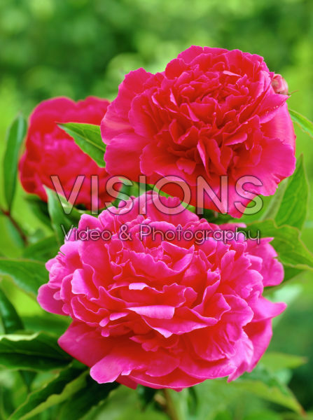 Paeonia Bunker Hill Paeonia Bunker Hill