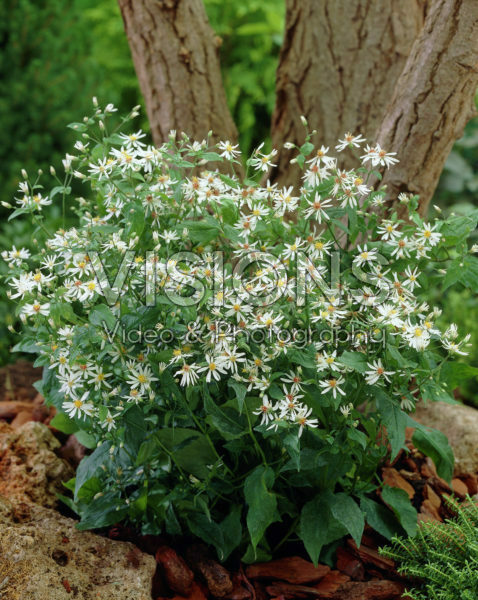 Aster divaricatus Aster divaricatus