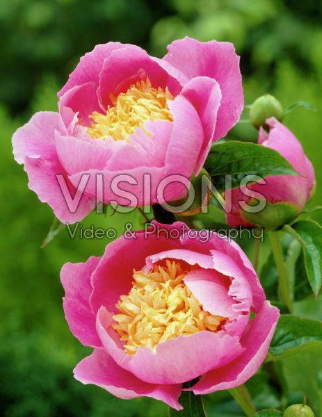 Paeonia Globe of Light Paeonia Globe of Light