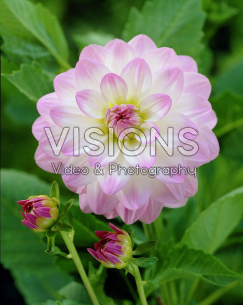 Dahlia Twilight Time Dahlia Twilight Time
