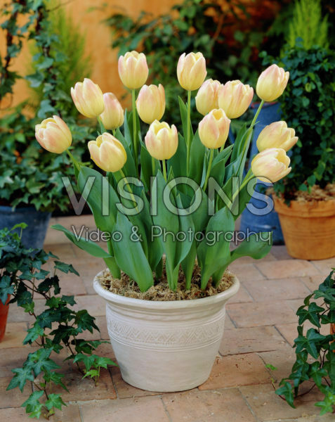 Tulipa Wibo Tulipa Wibo