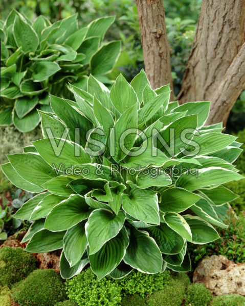 Hosta Green Gold Hosta Green Gold