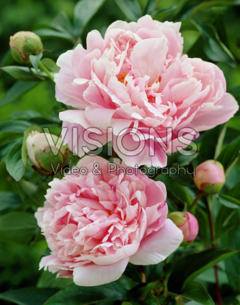 Paeonia Madelon Paeonia Madelon