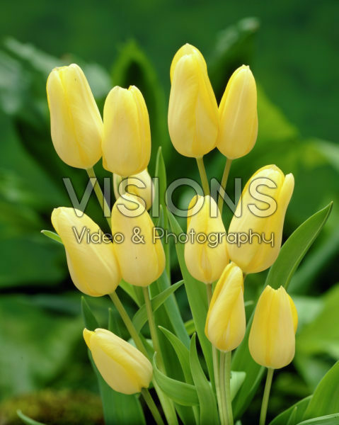 Tulipa Hans Dietrich Genscher Tulipa Hans Dietrich Genscher