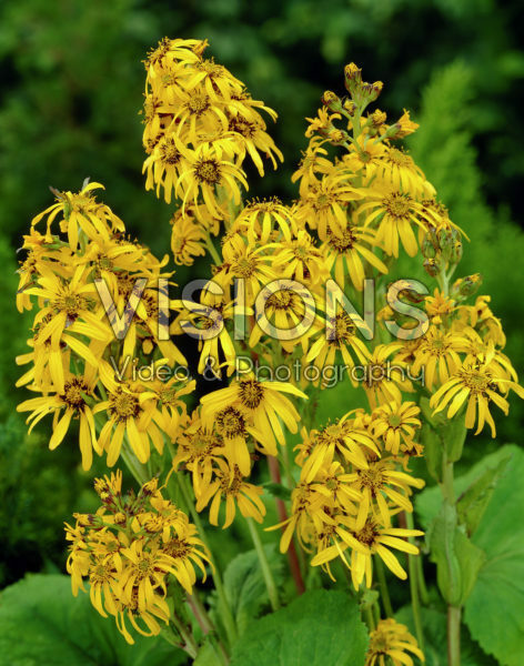Ligularia hessei Gregynog Gold Ligularia hessei Gregynog Gold