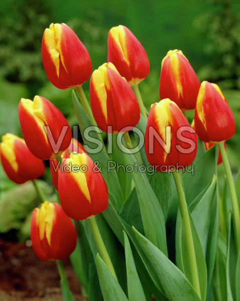 Tulipa Etude Tulipa Etude