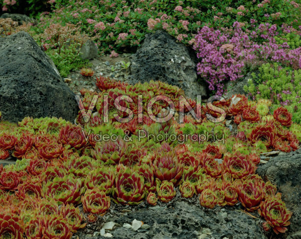 Sempervivum Commander Hay Sempervivum Commander Hay