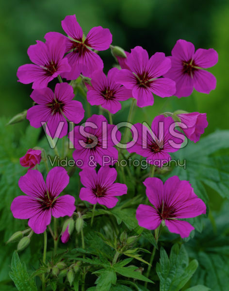 Geranium Patricia Geranium Patricia