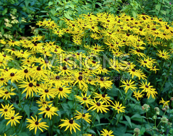 Rudbeckia fulgida Goldsturm Rudbeckia fulgida Goldsturm