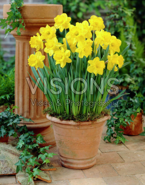 Narcissus Love Story Narcissus Love Story