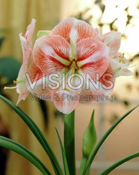 Hippeastrum Vivaldi Hippeastrum Vivaldi