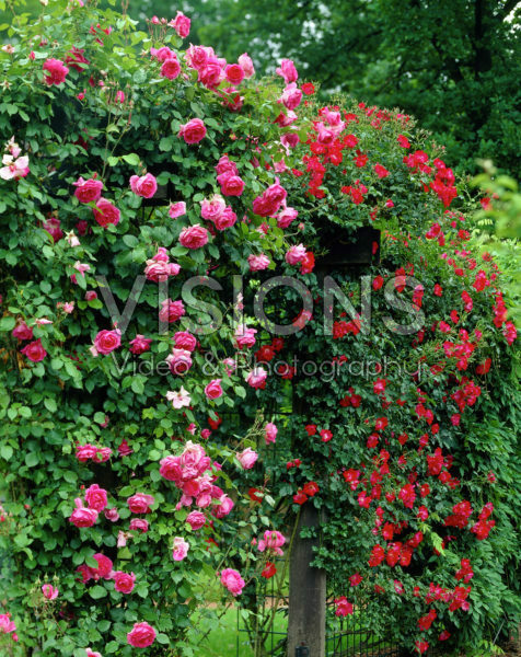 Rosa Pink Cloud, Dortmund Rosa Pink Cloud, Dortmund
