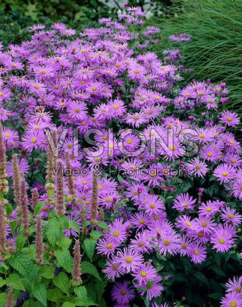 Aster x frikartii Wunder von Stäfa Aster x frikartii Wunder von Stäfa