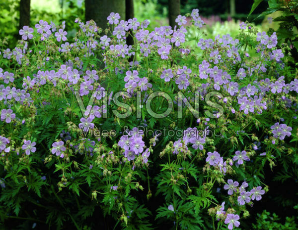 Geranium pratense Mrs Kendall Clark Geranium pratense Mrs Kendall Clark