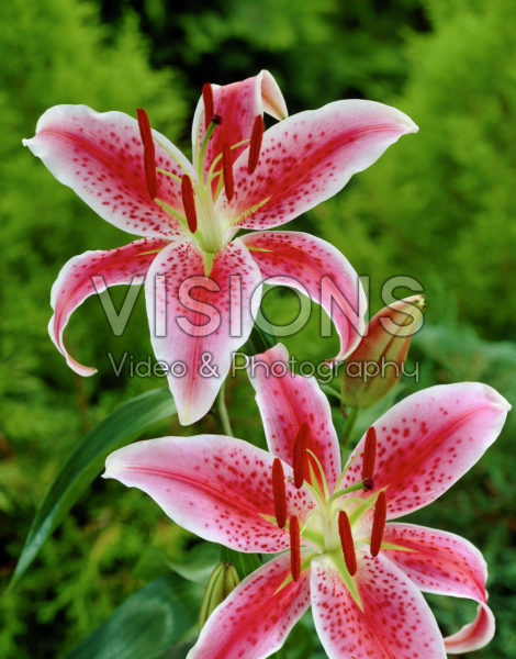 Lilium Red Jewel Lilium Red Jewel