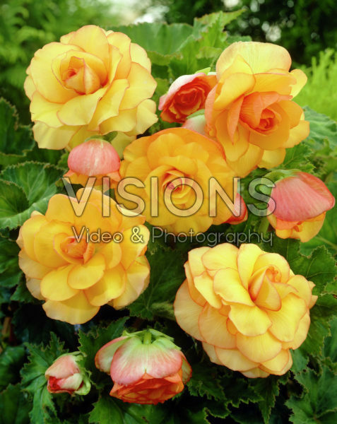 Begonia Picotee yellow Begonia Picotee yellow