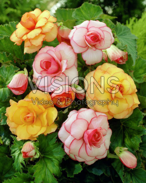 Begonia Picotee mixed Begonia Picotee mixed