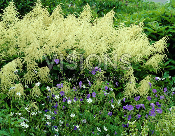 Aruncus dioicus Aruncus dioicus