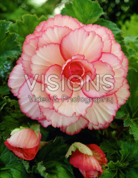 Begonia Picotee white / red Begonia Picotee white / red