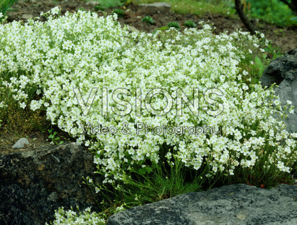 Arenaria hispida Arenaria hispida