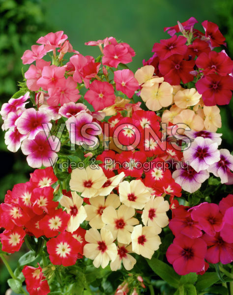 Phlox mixed Phlox mixed