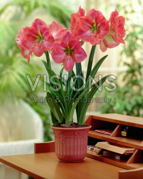 Hippeastrum Vera Hippeastrum Vera
