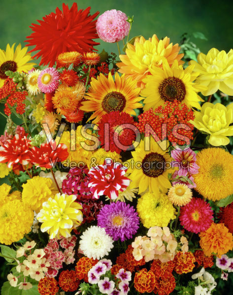Mixed flowers, Dahlia, Helianthus, Phlox, Tagetes Mixed flowers, Dahlia, Helianthus, Phlox, Tagetes