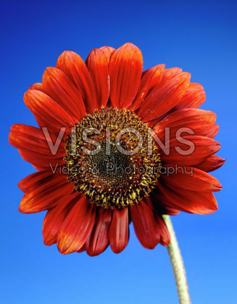 Helianthus red Helianthus red