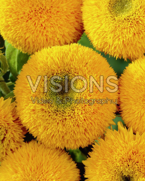 Helianthus annuus Tubulosus Helianthus annuus Tubulosus