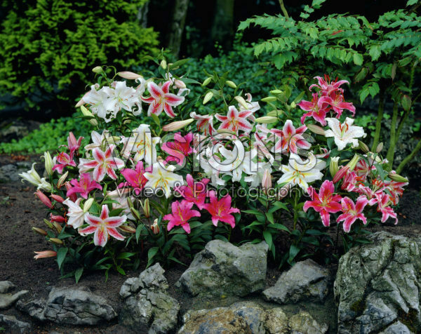 Lilium oriental mixed Lilium oriental mixed